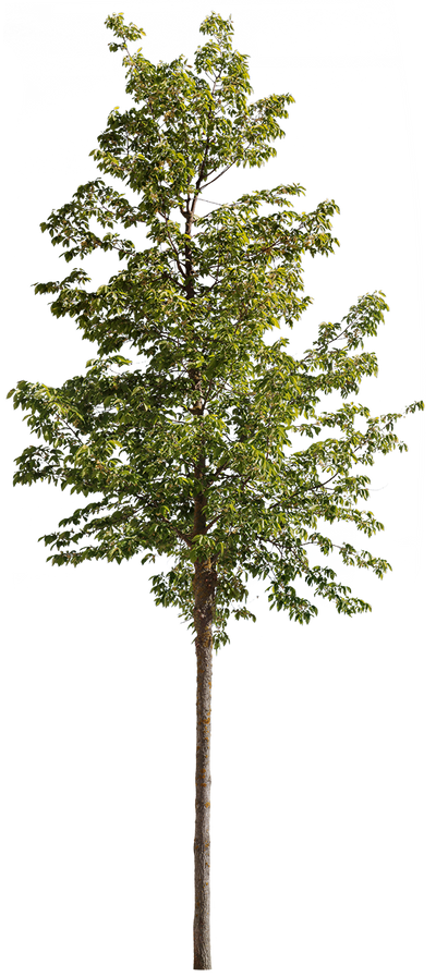 Ulmus resista S01 – Cutout|trees